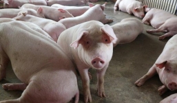 Giá lợn hơi ngày 7/10: Lao dốc tới 5.000 đồng/kg
