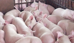 Giá lợn hơi ngày 8/10: Liên tục giảm, có nơi xuống 70.000 đồng/kg