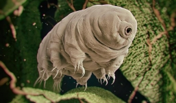 Sinh vật được coi là 'bất tử' của thế giới: Sống hàng chục năm không cần nước, thách thức cả phóng xạ, UV