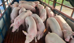 Giá lợn hơi ngày 21/10: Duy trì giá thấp kỷ lục