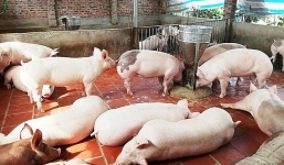 Giá lợn hơi ngày 27/10: Tăng kỷ lục 7.000 đồng/kg