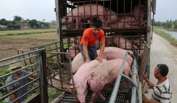 Giá lợn hơi ngày 30/10: Tăng nhẹ ở cả 3 miền, sắp đạt 80.000 đồng/kg