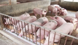 Giá lợn hơi ngày 1/11: Một tuần lên đỉnh, có nơi tăng vọt 10.000 đồng/kg