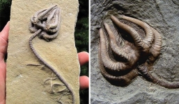 10 hóa thạch cổ đại khiến ai nhìn vào cũng phải thốt lên 'Ơ mây zing, gút chóp'