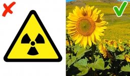 17 sự thật 'hack não' mà có thể bạn không được học ở trường