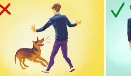 5 bước để thoát thân khi bị chó dữ tấn công