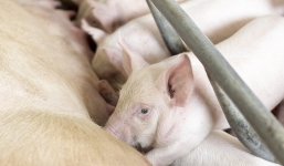 Giá lợn hơi ngày 16/12: Dù không tăng mạnh nhưng miền Bắc vẫn giữ giá quán quân