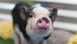 Giá lợn hơi ngày 23/12: Miền Bắc tăng mạnh, không còn giá dưới 70.000 đồng/kg