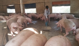 Giá lợn hơi ngày 31/12: Cả nước tăng nhẹ, giá cả tại miền Bắc vẫn 'đỉnh của chóp'