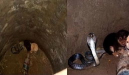 Ngỡ ngàng chứng kiến rắn hổ mang bảo vệ 2 chú cún con rơi xuống giếng