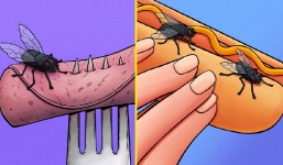 Điều thực sự xảy ra khi ruồi đậu lên đồ ăn