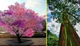 Mãn nhãn ngắm 15 loài cây đẹp nhất thế giới