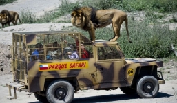 Vườn thú độc đáo nhất hành tinh, nơi sư tử nhởn nhơ đi lại, du khách bị nhốt trong lồng