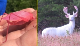 18 bức ảnh 'giả trân' nhưng thực tế lại là hàng thật