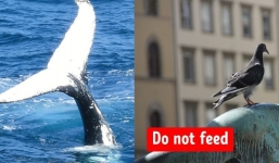 10 luật cấm kỳ quặc trên thế giới: Cấm chạm vào cá voi, cấm cứu người đuối nước