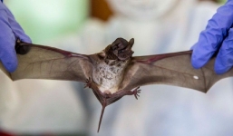 Phát hiện virus liên quan đến SARS-CoV-2 trên động vật ở Thái Lan