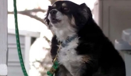 Chú chó thành 'rich dog' giàu nhất thế giới chỉ qua một đêm