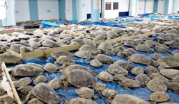 Giải cứu gần 5.000 con rùa bị choáng vì lạnh ở Texas