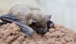 Hàng trăm loài động vật có thể là 'lồng ấp' virus corona mới