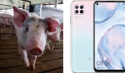 Bị Mỹ cấm vận, Huawei chuyển sang nuôi lợn