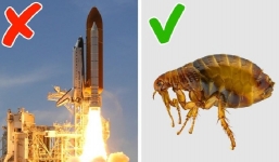 Trái đất lạnh nhất Vũ Trụ, Bọ chét tăng tốc nhanh hơn tàu con thoi và loạt sự thật khiến bạn kinh ngạc