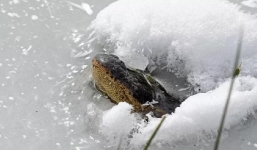 Cá sấu đông thành que kem, nhô mõm ra khỏi tảng băng để thở