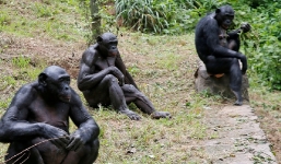 Đười ươi và tinh tinh được tiêm vắc xin Covid-19