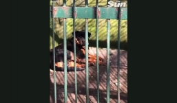 Vườn thú Trung Quốc lấy chó nhà thay chó sói để trưng bày