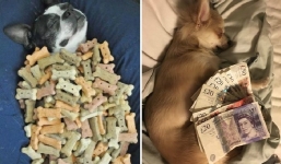 Đã giải mã được thứ mà chó cưng mơ thấy hàng ngày