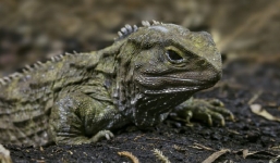 12 sinh vật sống thọ nhất Trái đất, có loài hơn 1.500 tuổi vẫn chưa chịu 'chuyển kiếp'