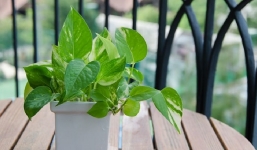 15 'máy lọc không khí' từ thiên nhiên, vừa đẹp nhà lại khỏe gia chủ