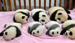 Bên trong trường mầm non nuôi dạy 'quốc bảo', ai làm việc ở đây cũng vui vẻ cả ngày