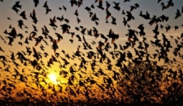 Kỳ lạ ngôi làng thu hút hàng ngàn con chim đến quyên sinh mỗi năm