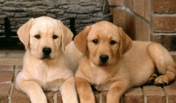 Mùi hương của chân chó khiến những người yêu chó cũng phải kinh ngạc