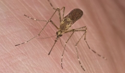 Lý do khiến nhiều người được muỗi đặc biệt yêu thích