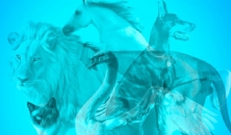 Con vật đầu tiên bạn thấy sẽ tiết lộ những điều chính bạn không ngờ