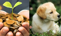 5 con giáp được thần tài chiếu cố trong tháng 5 dương lịch