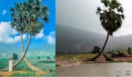 Thốt nốt tình yêu Tây Ninh muốn 'ly hôn', người dân nhất quyết không cho