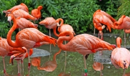 Lý do hồng hạc đứng một chân khi ngủ mà không thấy mỏi