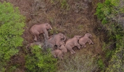 Đàn voi trekking 500km vụt sáng thành ngôi sao thế giới chỉ sau một đêm