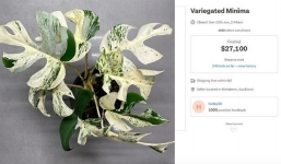 Trầu bà lá xẻ đột biến được bán với giá hơn 400 triệu đồng