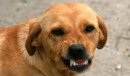 Cách sơ cứu khi bị chó cắn, đề phòng mắc bệnh dại