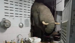 Nửa đêm thấy tiếng động lạ trong nhà, người phụ nữ ngỡ ngàng trước kẻ đột nhập