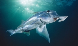 Hình ảnh về cá mập ma ẩn mình 2.000m dưới đáy đại dương khiến người xem mất ngủ