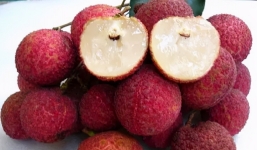 Bộ phận tưởng như vô dụng của quả vải nhưng thực ra lại là bảo bối