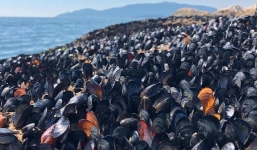 Nắng nóng kỷ lục nướng chín vẹm tại Canada 