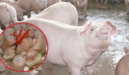 3 bộ phận ngon nhất của con lợn chỉ giới sành ăn mới biết lùng mua