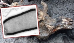 Nguy cơ virus cổ đại 'thức giấc' do băng vĩnh cửu tan chảy