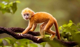 3 con giáp hiền lành, lúc nào cũng nhận về phần thua thiệt