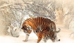 Lời khuyên cho tuổi Dần phạm Thái Tuế năm 2022